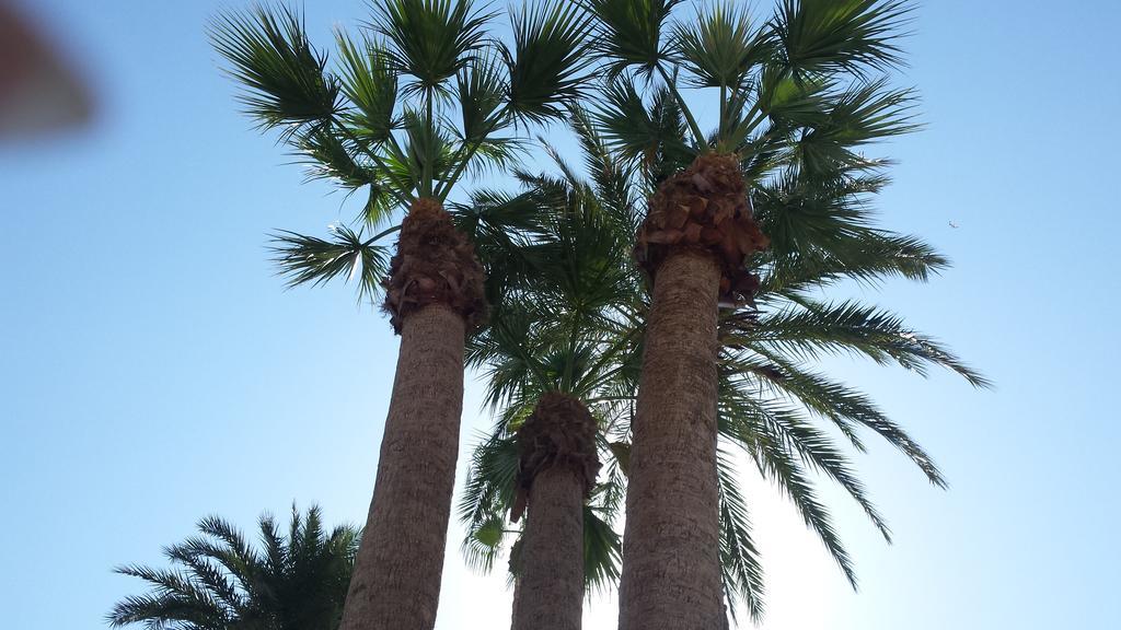 Palmeral De Torrevieja Exterior photo